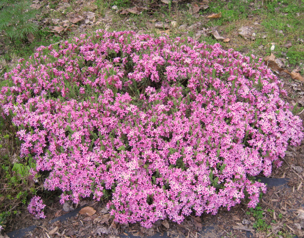 Daphne cneorum pygmaea
